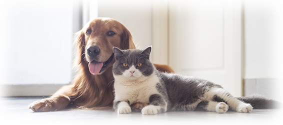 犬と猫